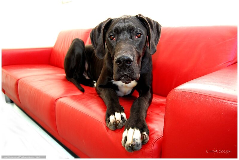 black dog on red couch