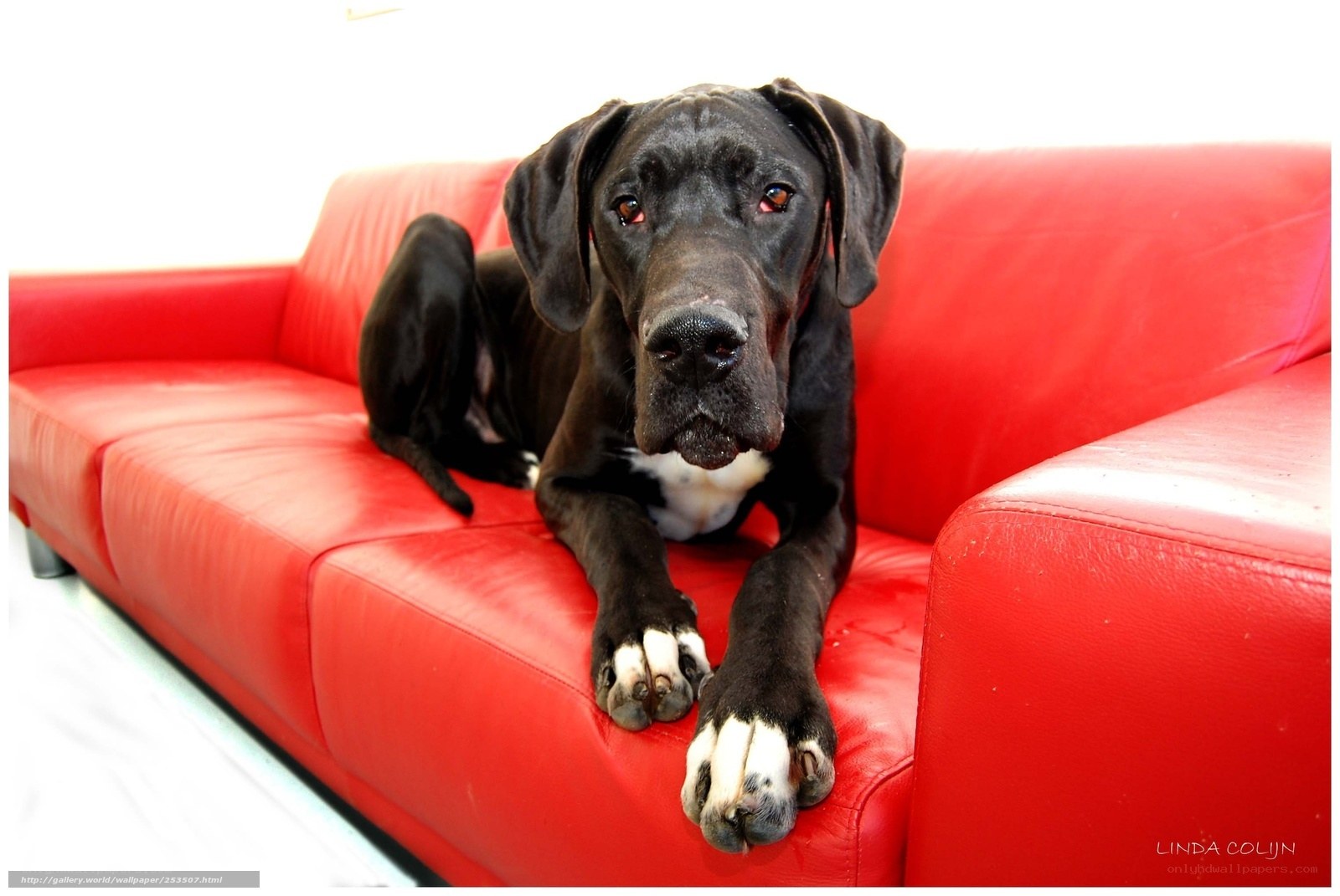 black dog on red couch