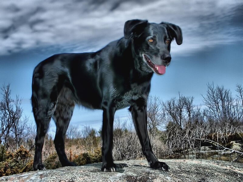 Black Dog on Rock