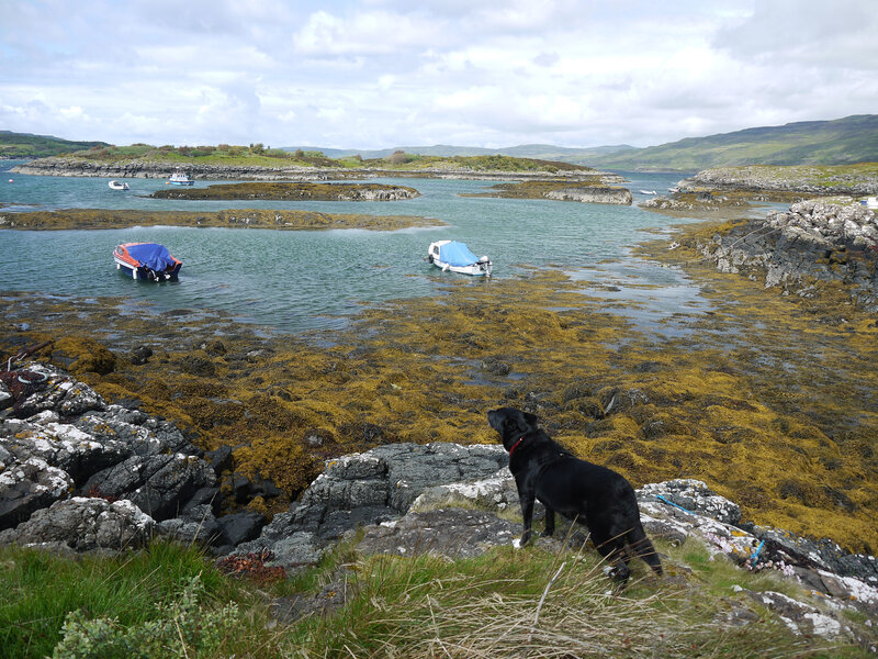 Black Dog on Rocks