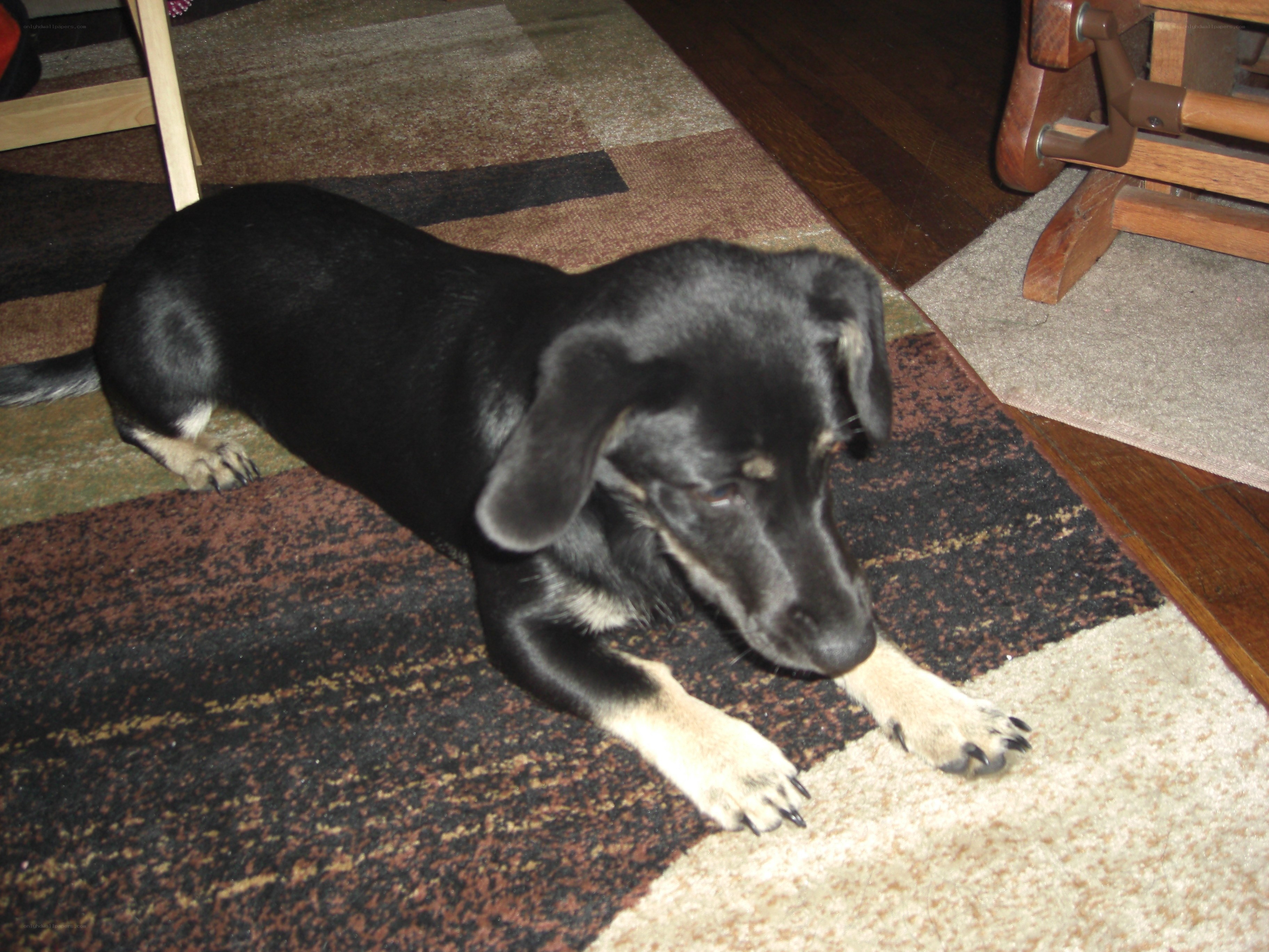 black dog on rug