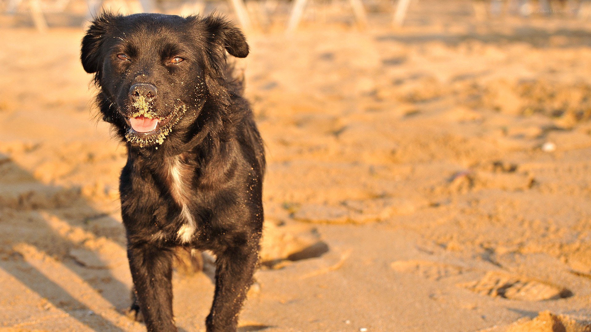 black dog on sandy beach