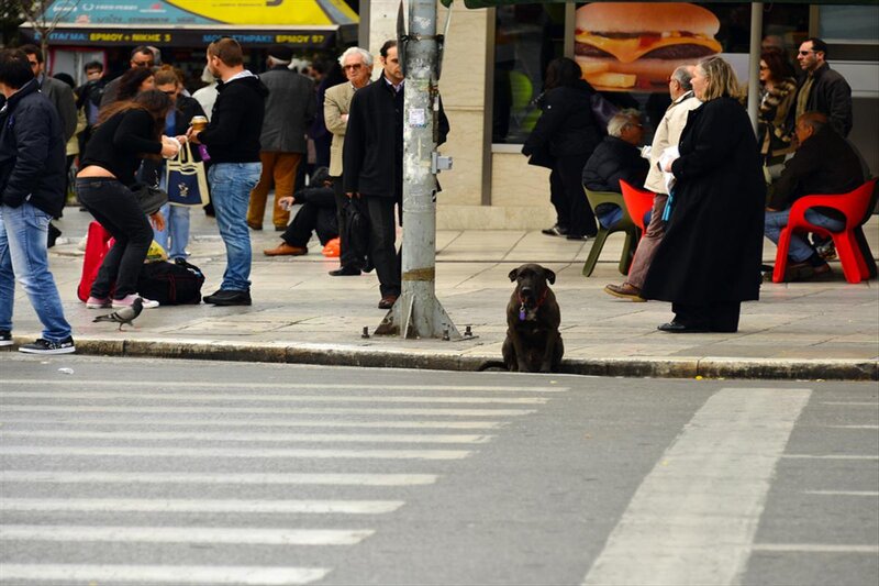 Black Dog on Sidewalk