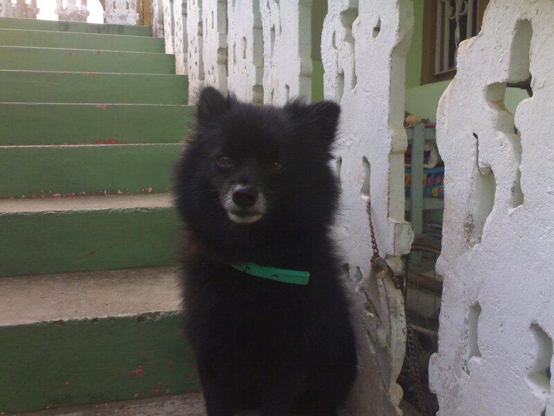 Black Dog on Steps