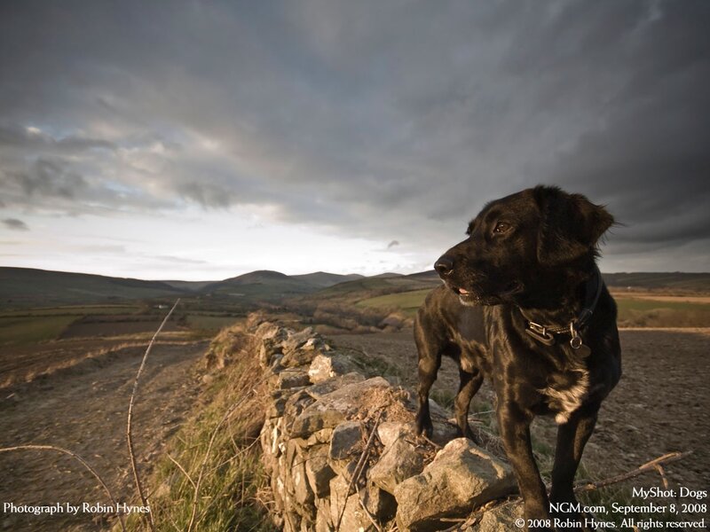 Black dog on stone wall