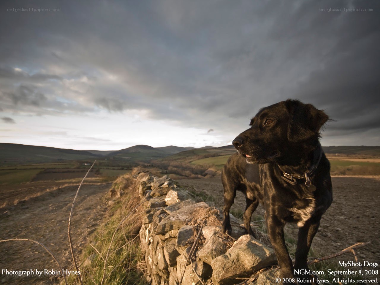 Black dog on stone wall