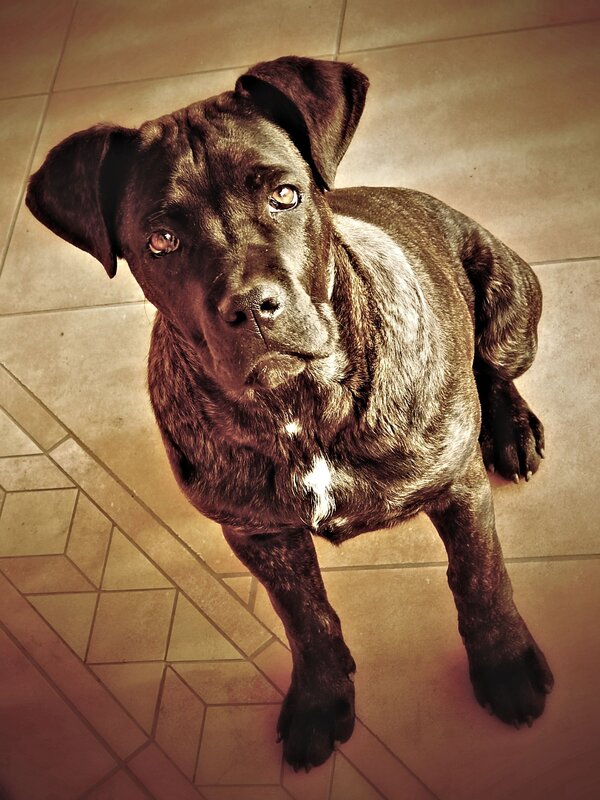Black Dog on Tile Floor