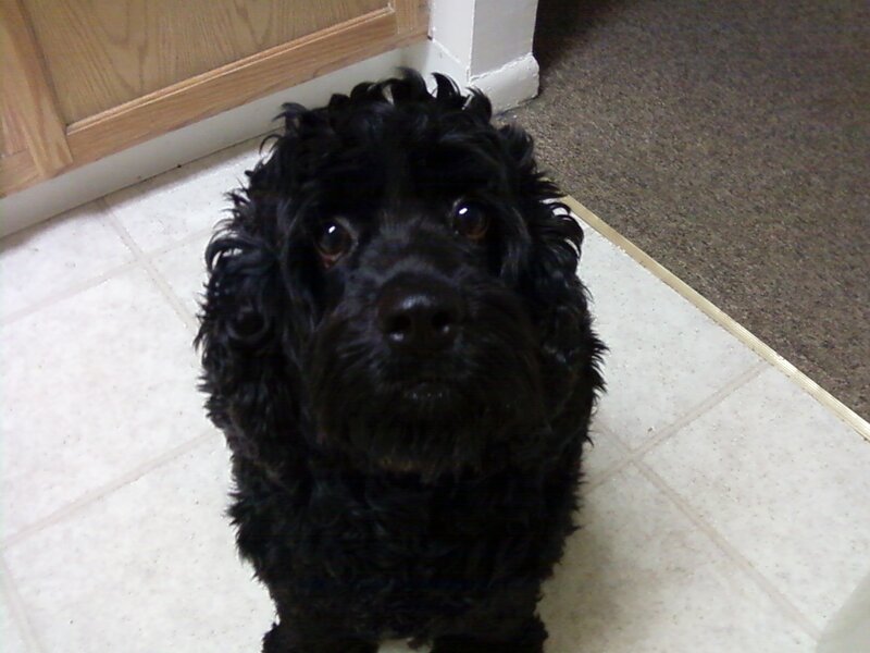 Black Dog on Tile