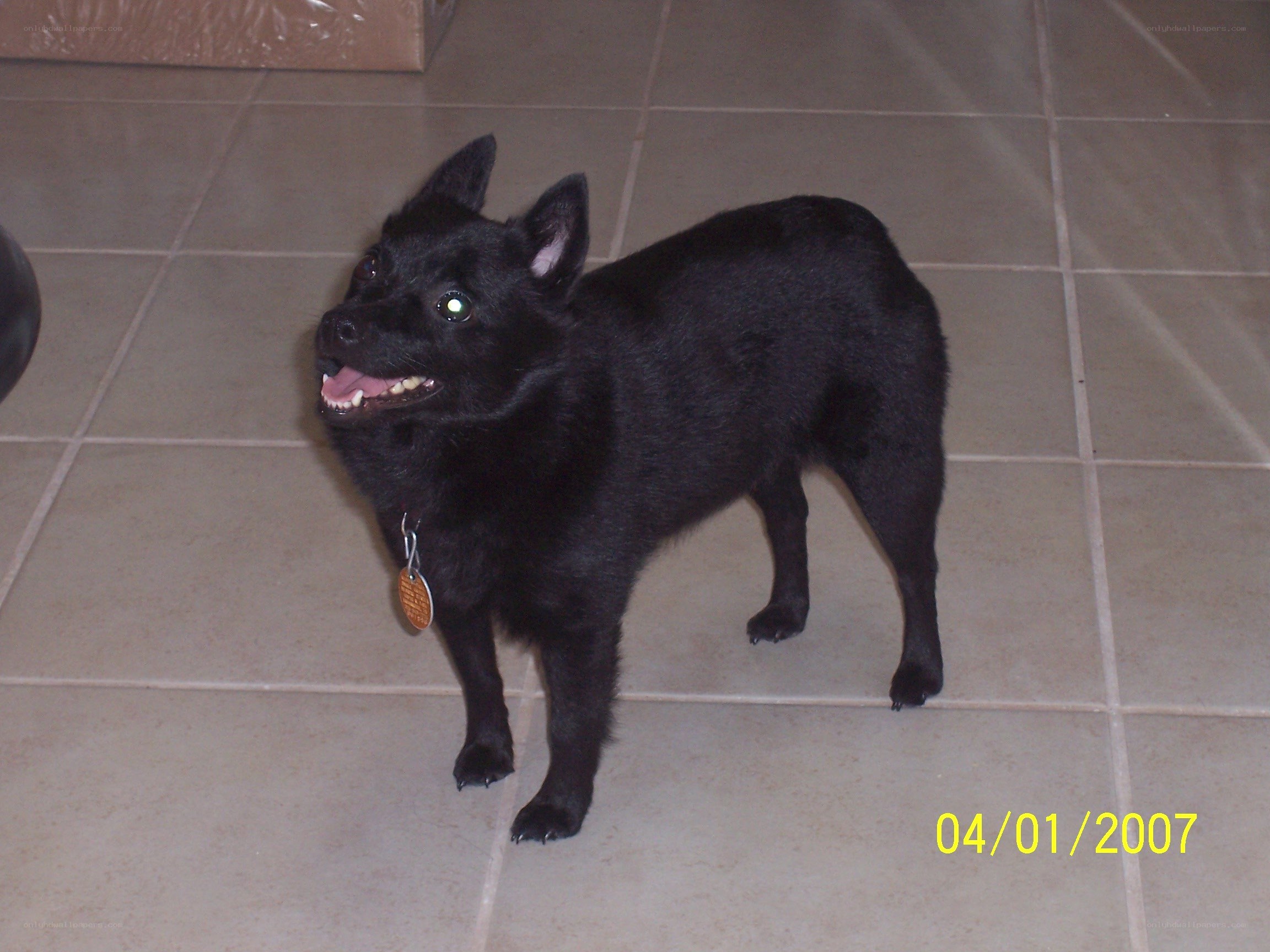 black dog on tiled floor