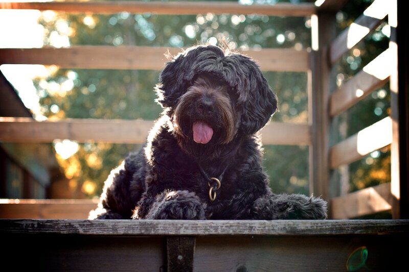 Black Dog on Wood
