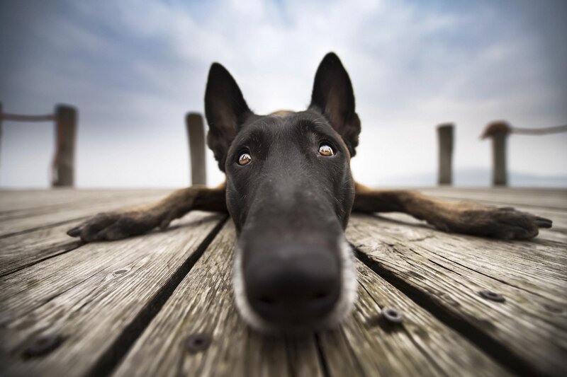 Black Dog on Wooden Deck — Brown