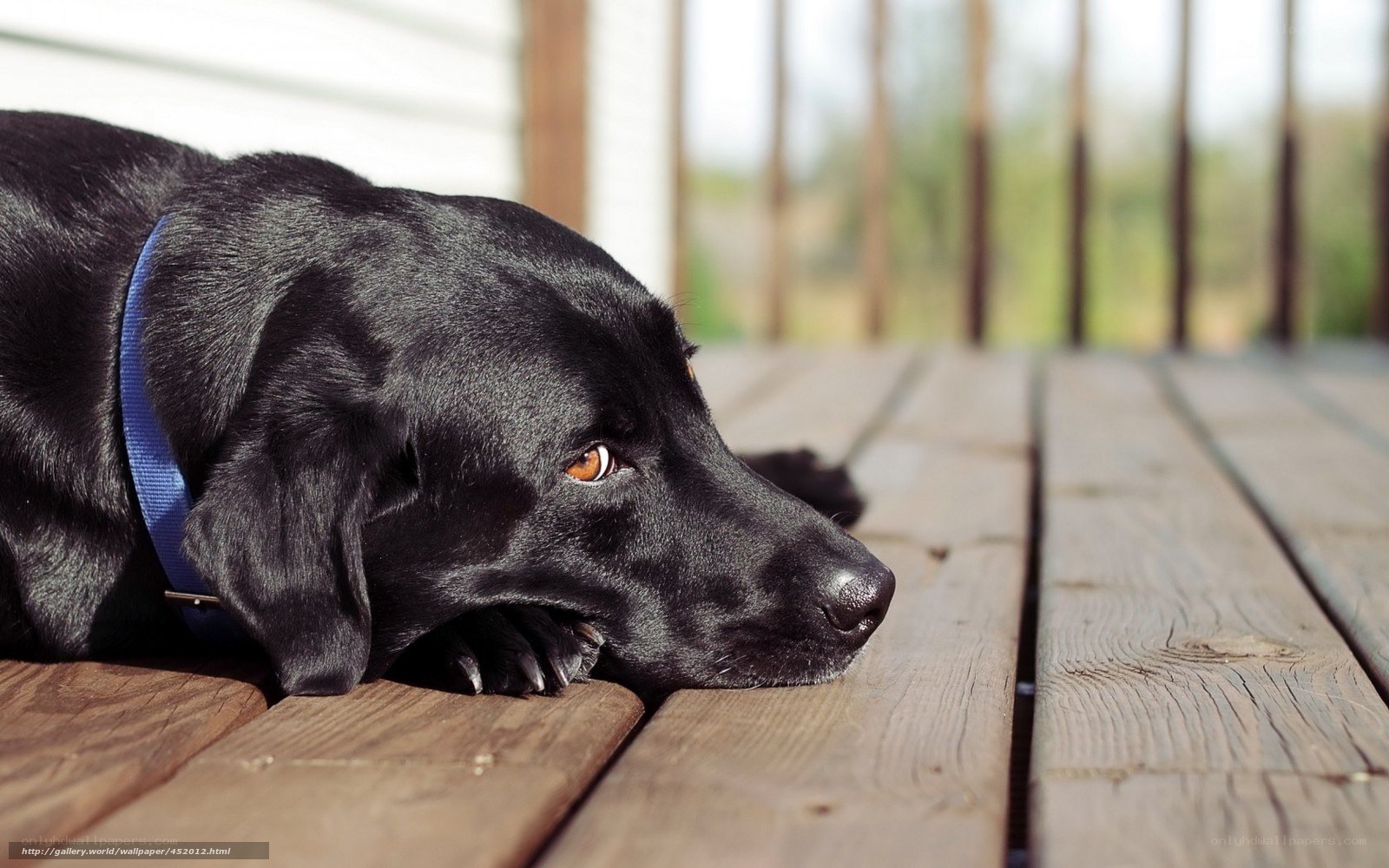 black dog on wooden deck