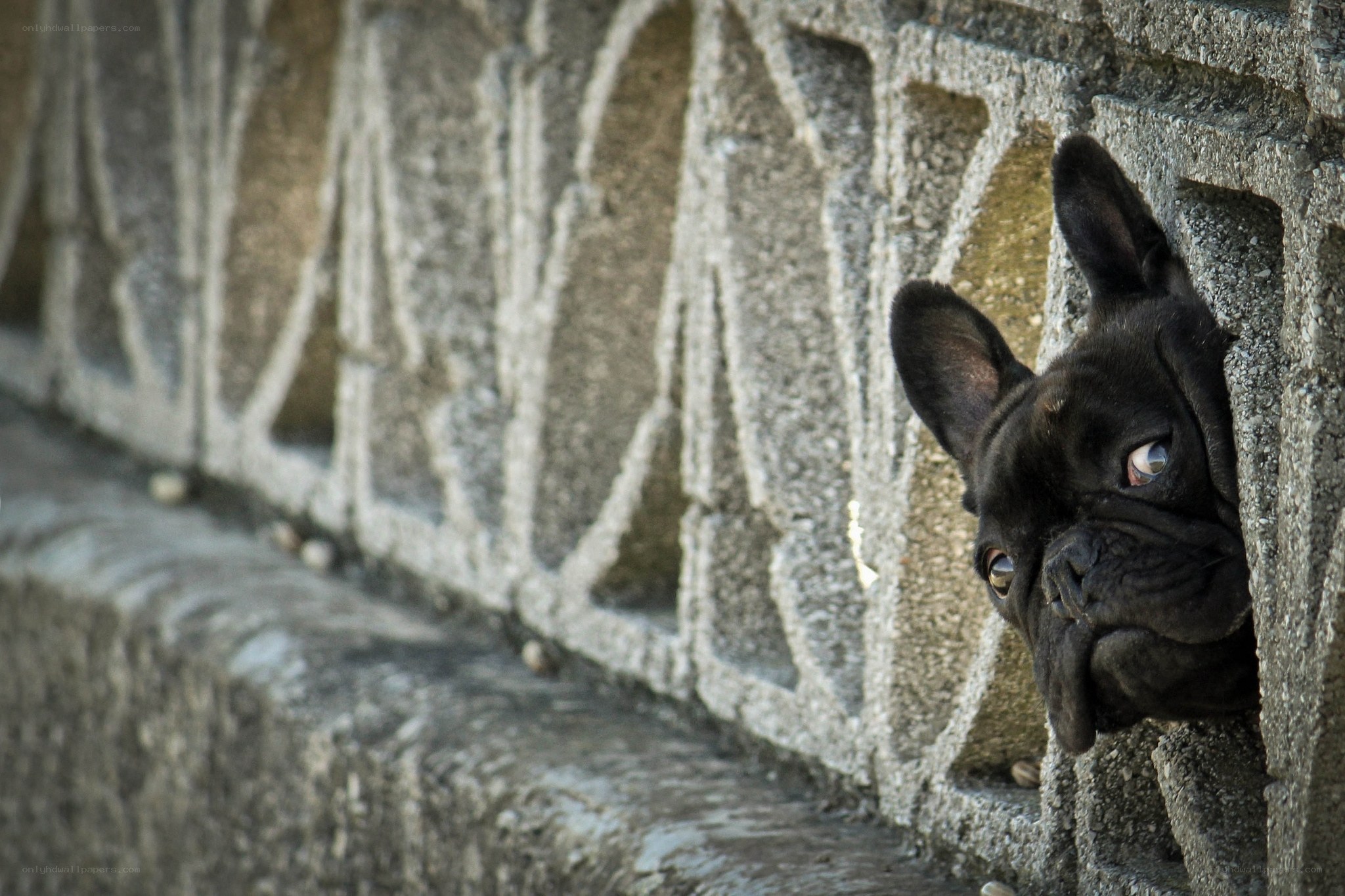 black dog peeking from wall