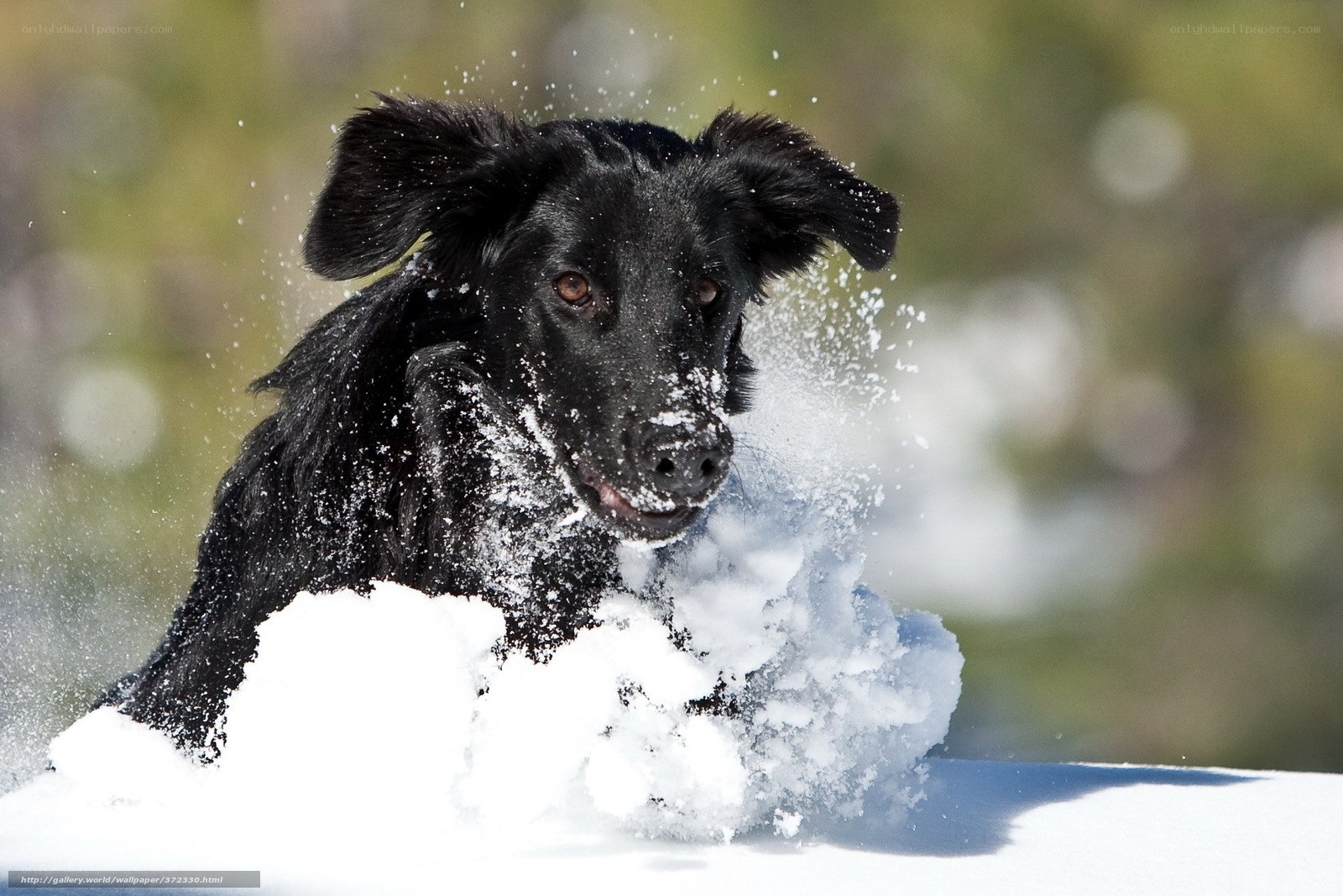 black dog playing in snow
