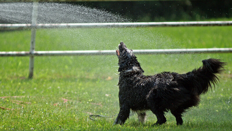Black Dog Playing in Water