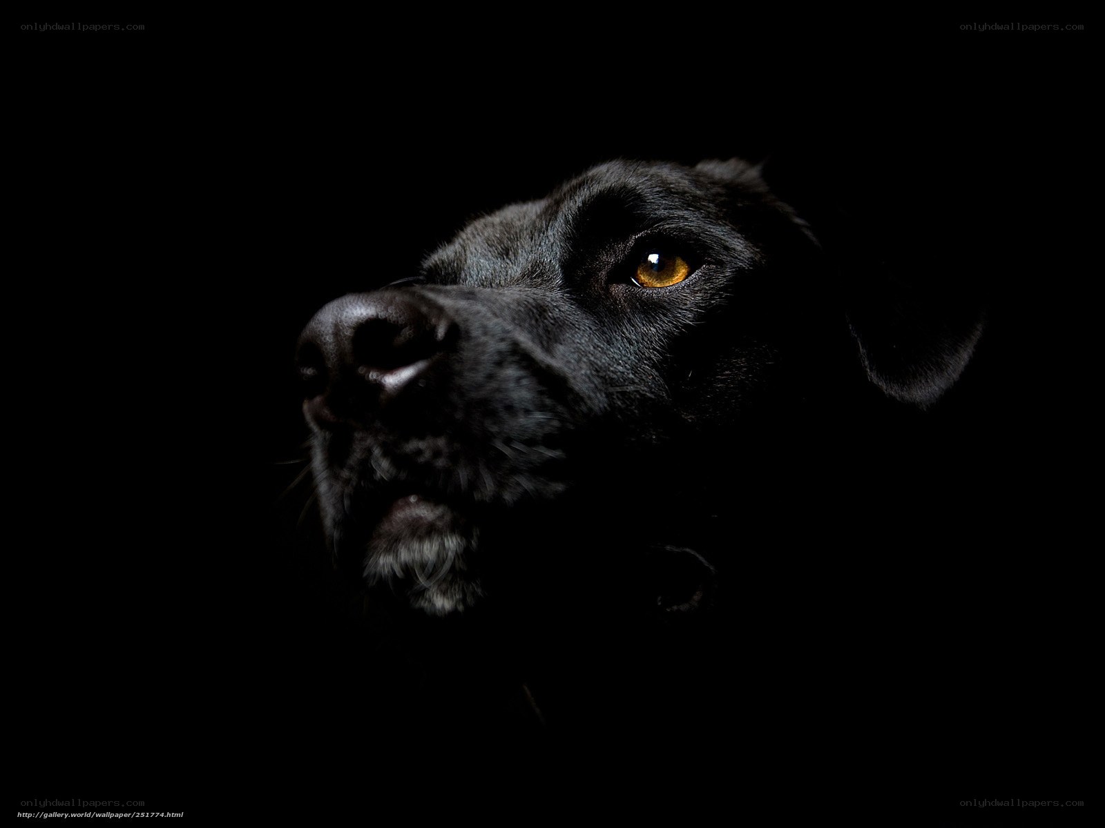 black dog portrait