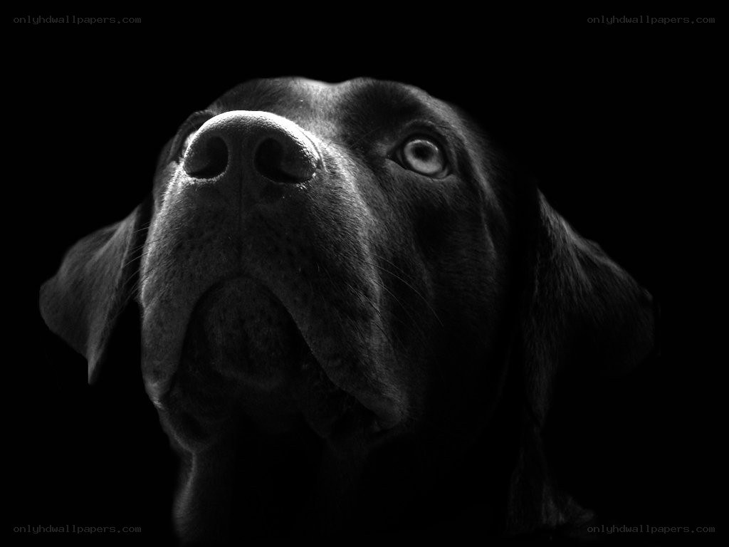 black dog portrait