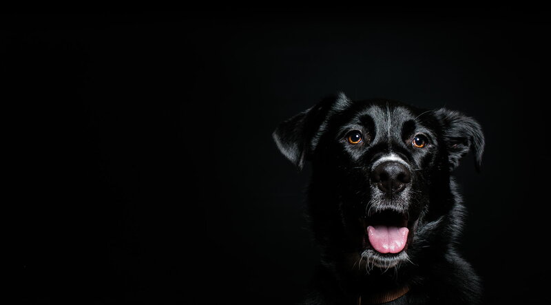 Black Dog Portrait — Dramatic, Photograph