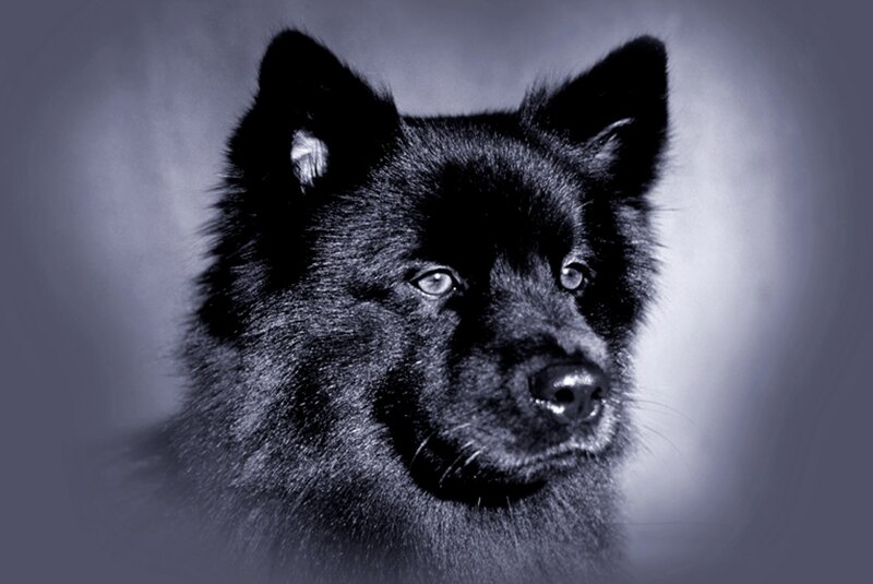 Black Dog Portrait — Dramatic