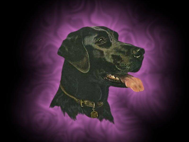 Black Dog Portrait — Purple