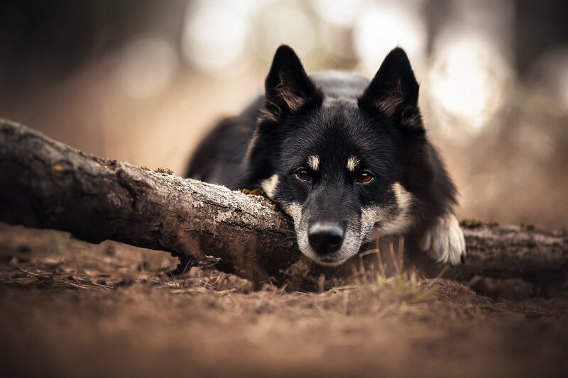 Black Dog Resting — Calm, Afternoon