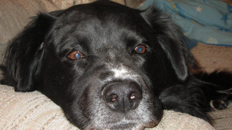 Black Dog Resting — Calm, Photograph
