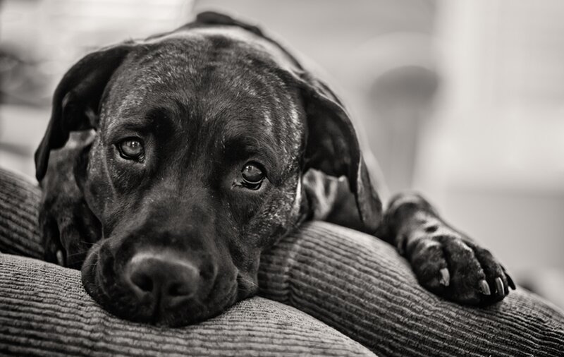 Black Dog Resting — Calm