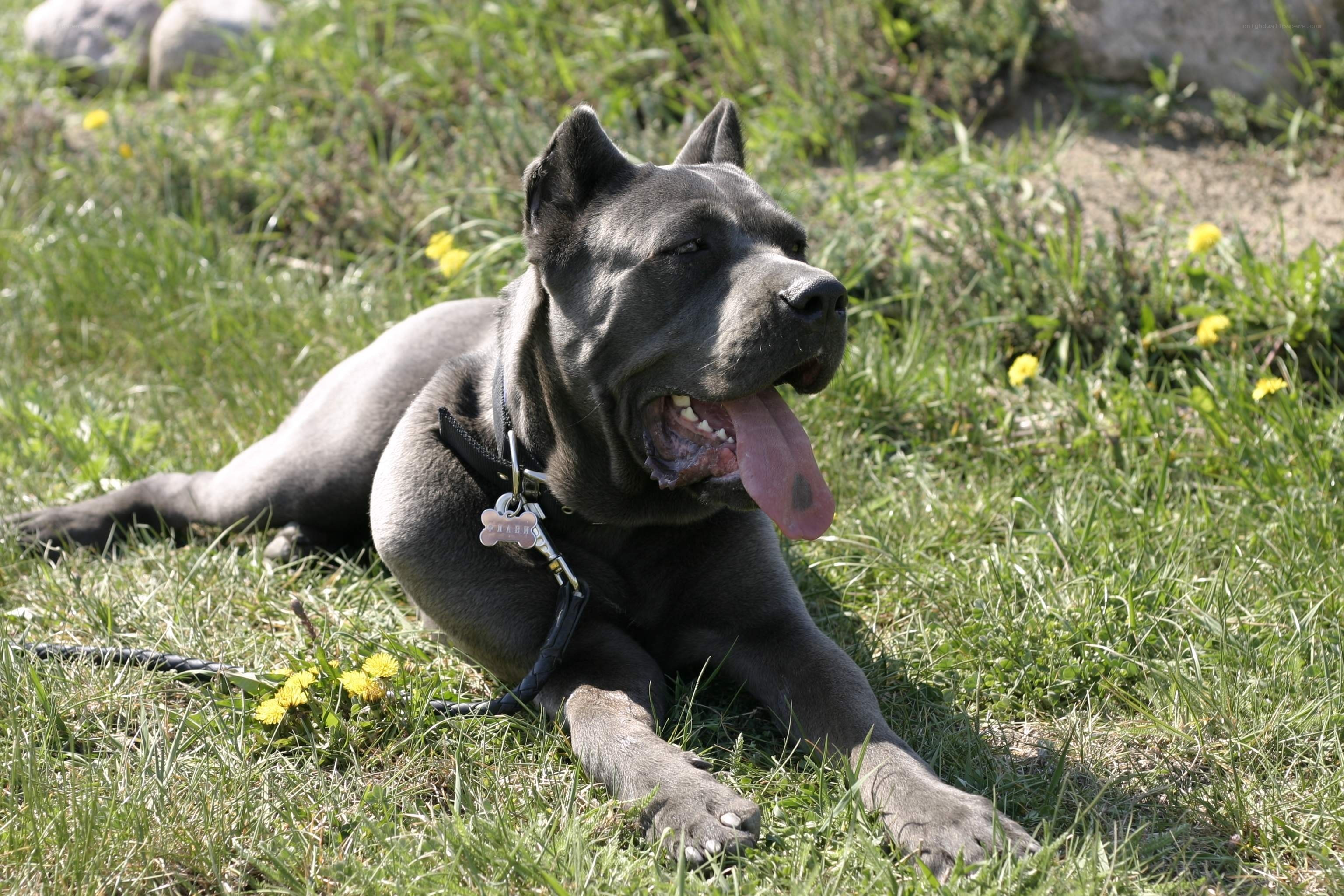 black dog resting in grass