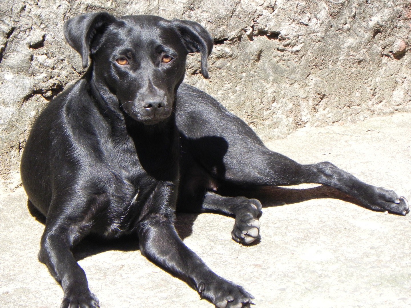 black dog resting in sunlight