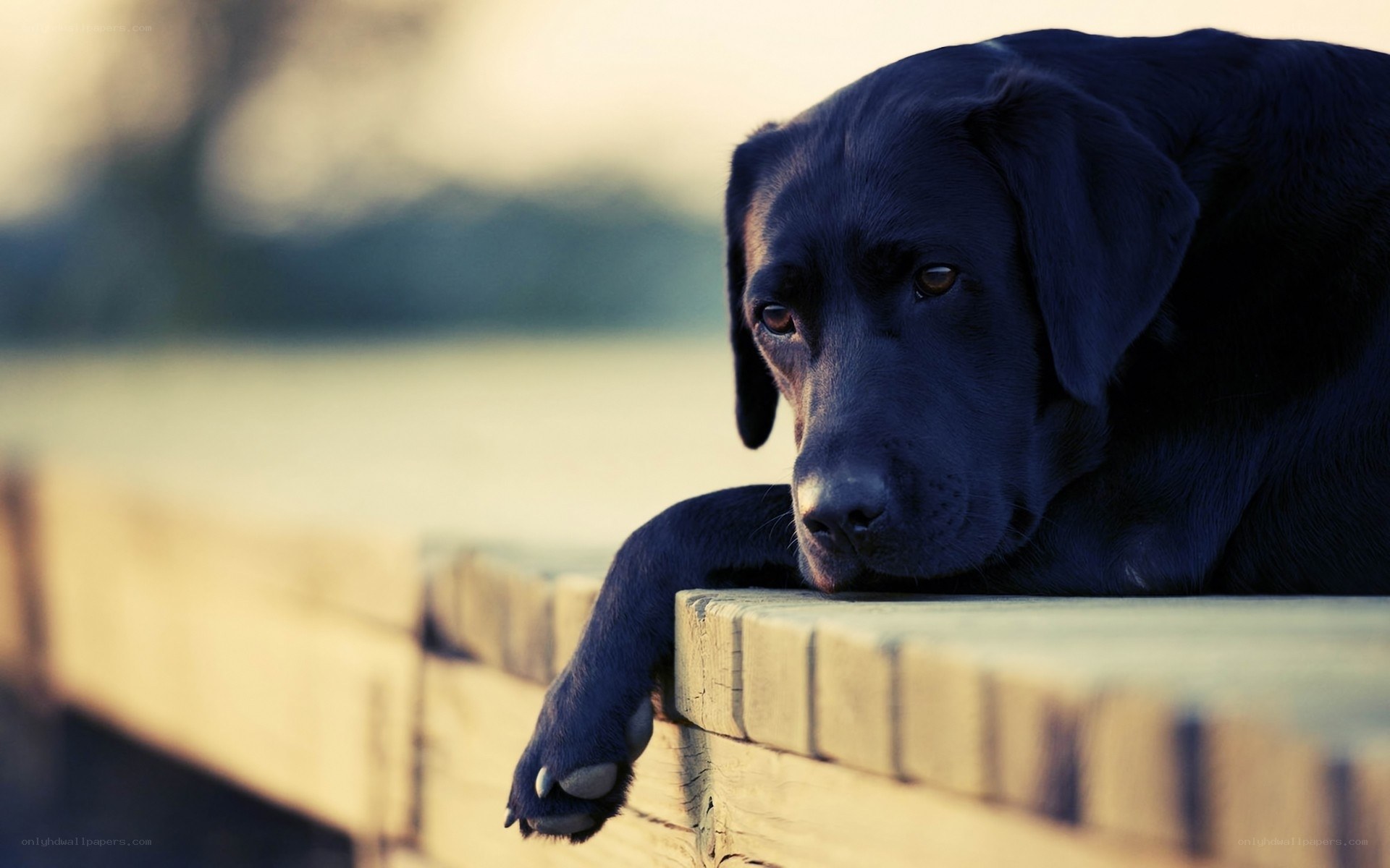 Black dog resting on a wall