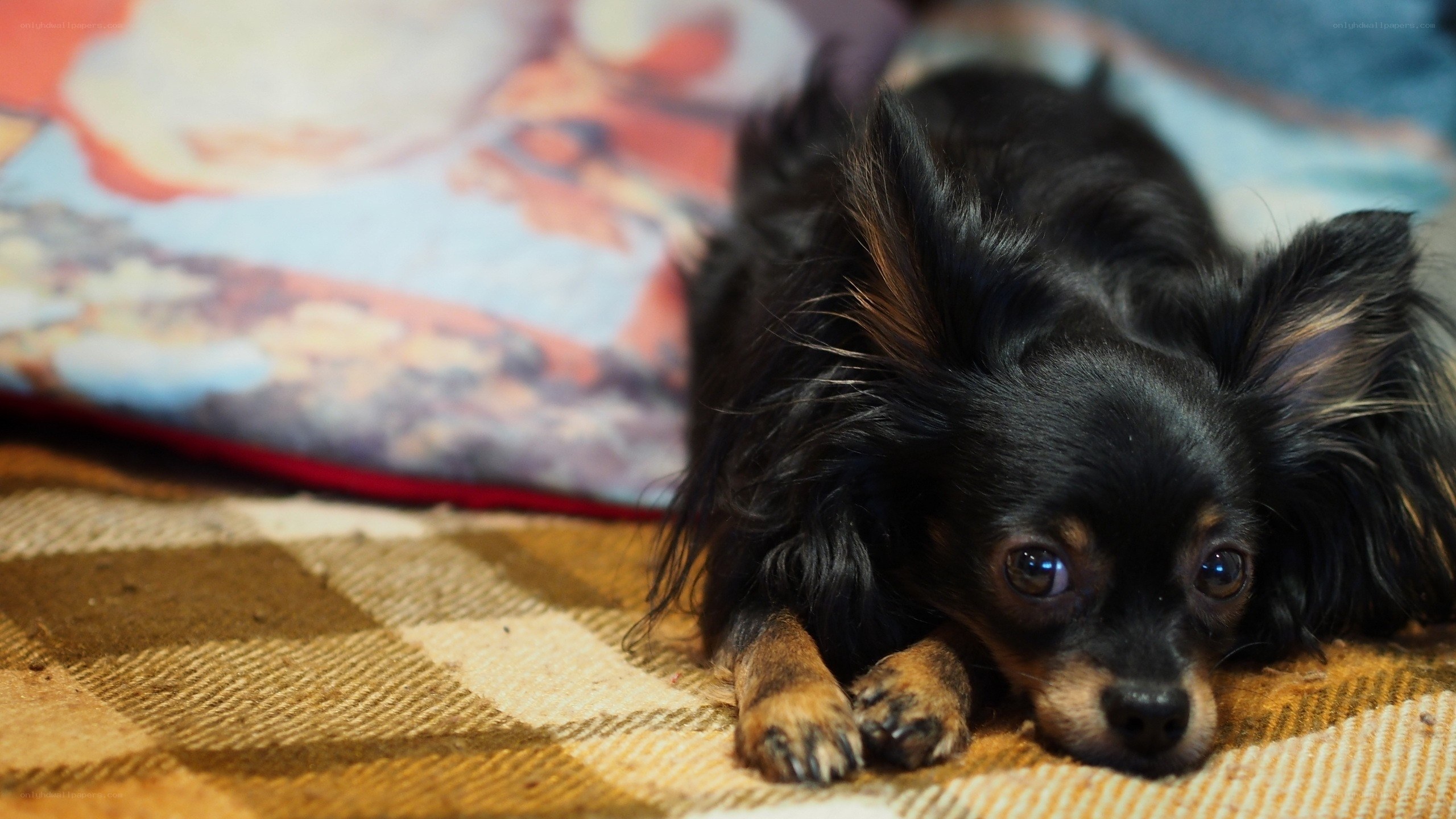 black dog resting on blanket
