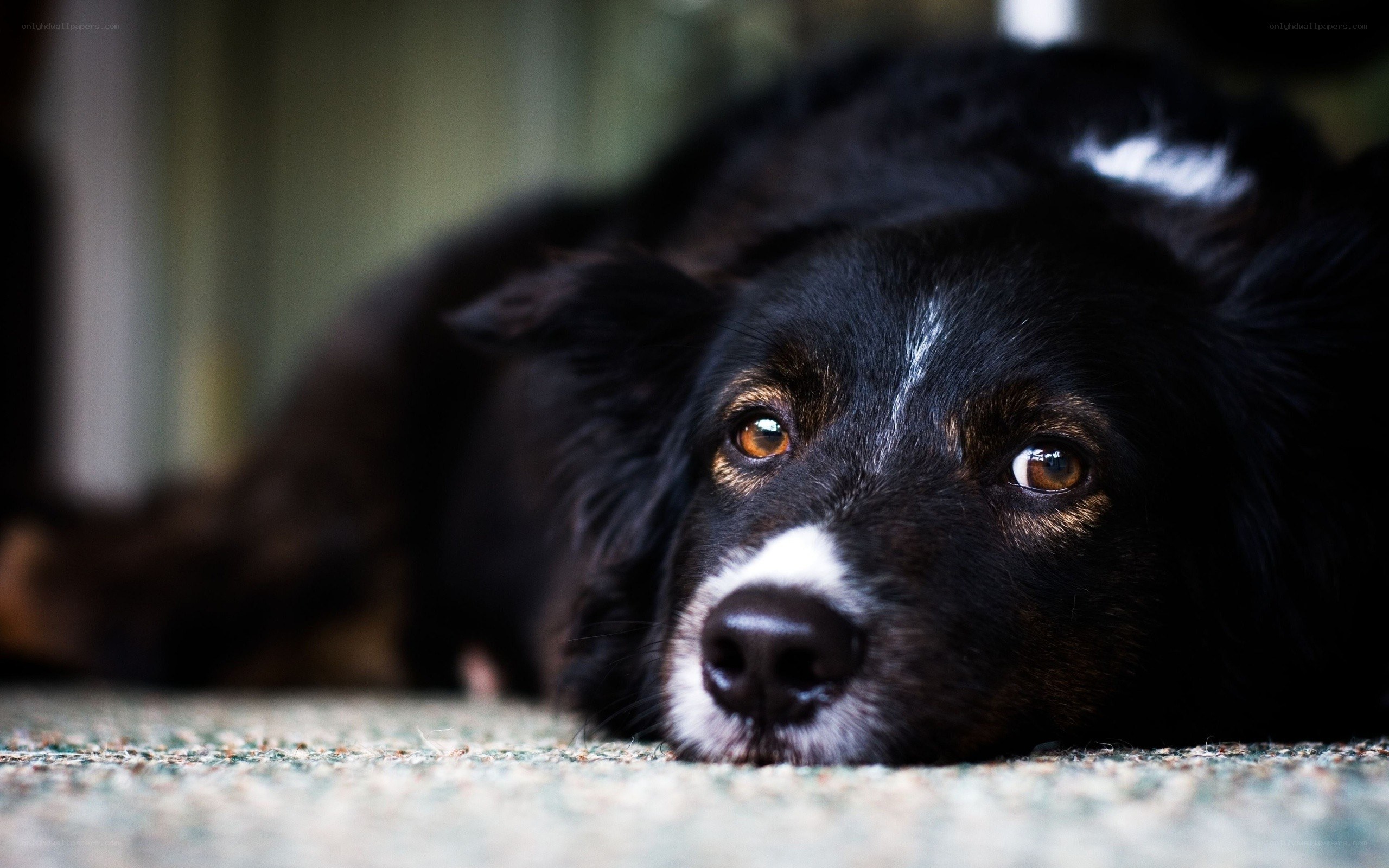 black dog resting on carpet