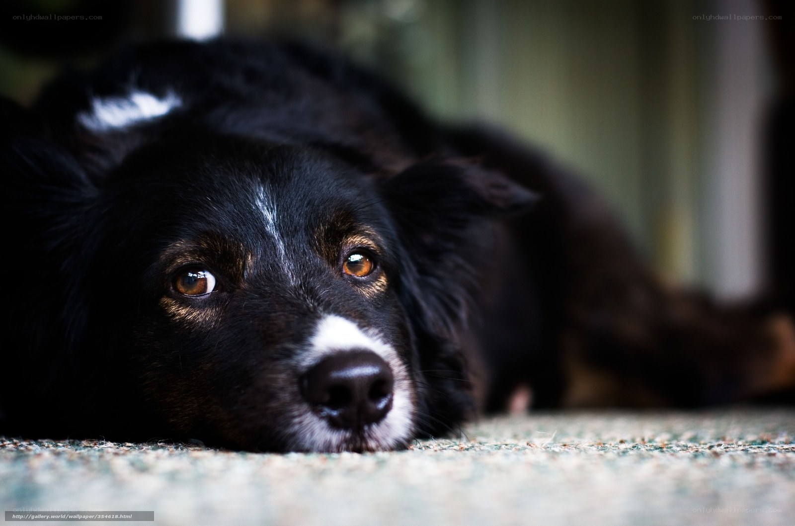 black dog resting on carpet