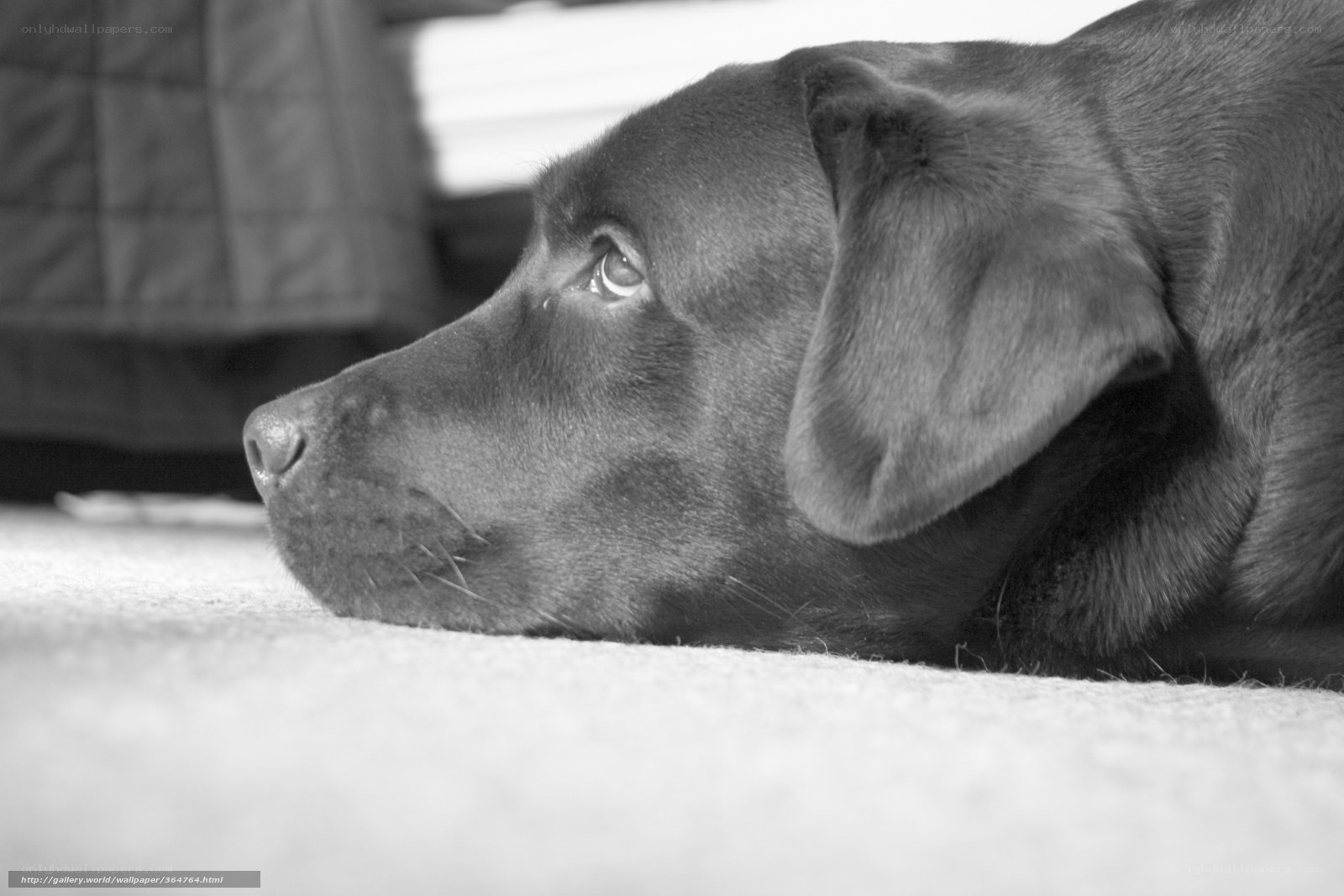 black dog resting on carpet