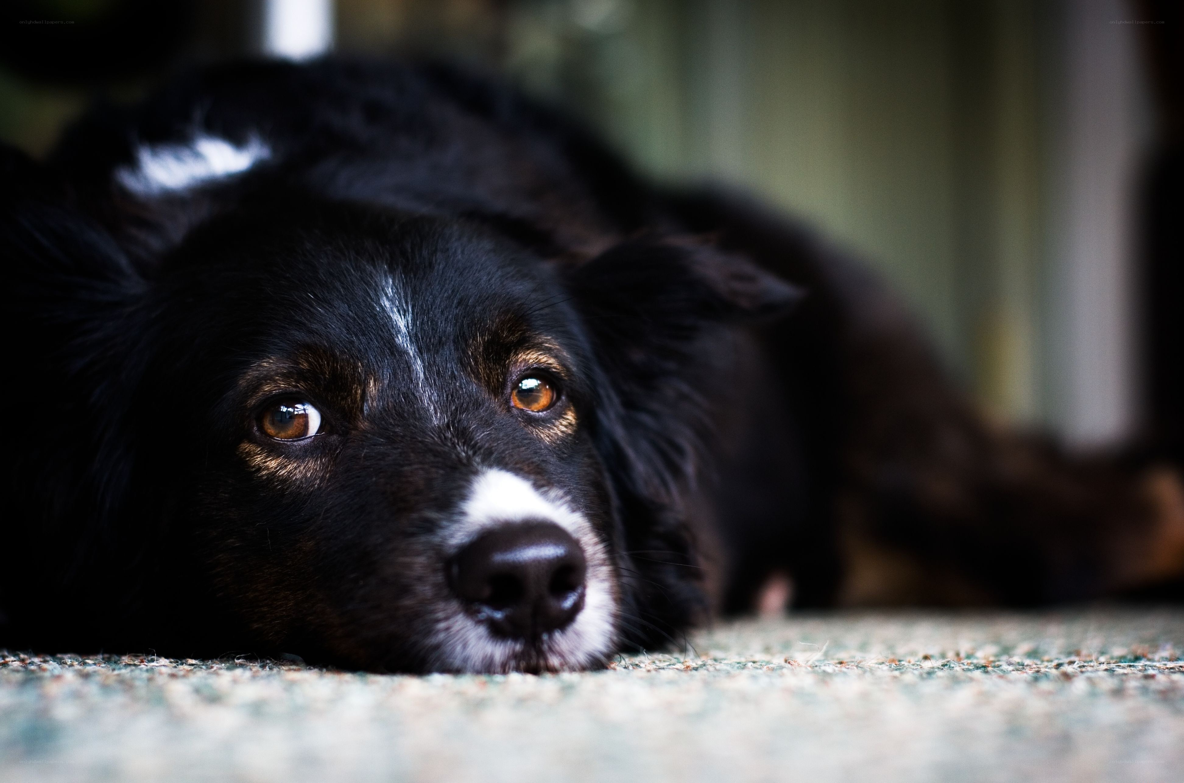 black dog resting on carpet