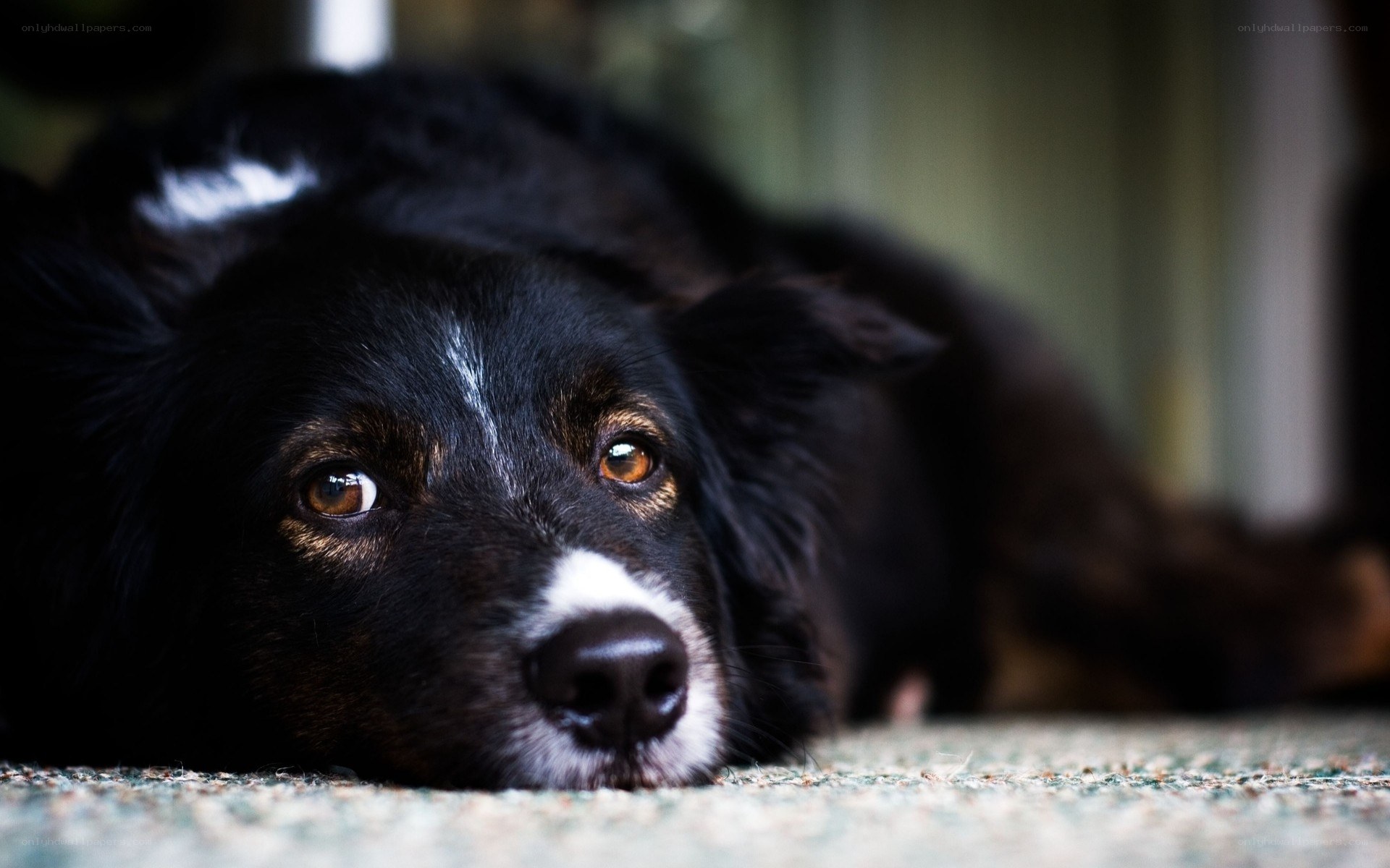 black dog resting on carpet