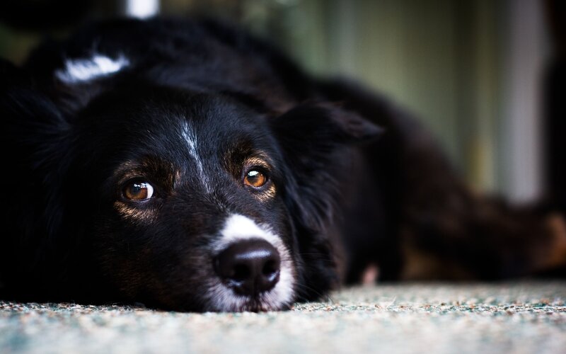black dog resting on carpet