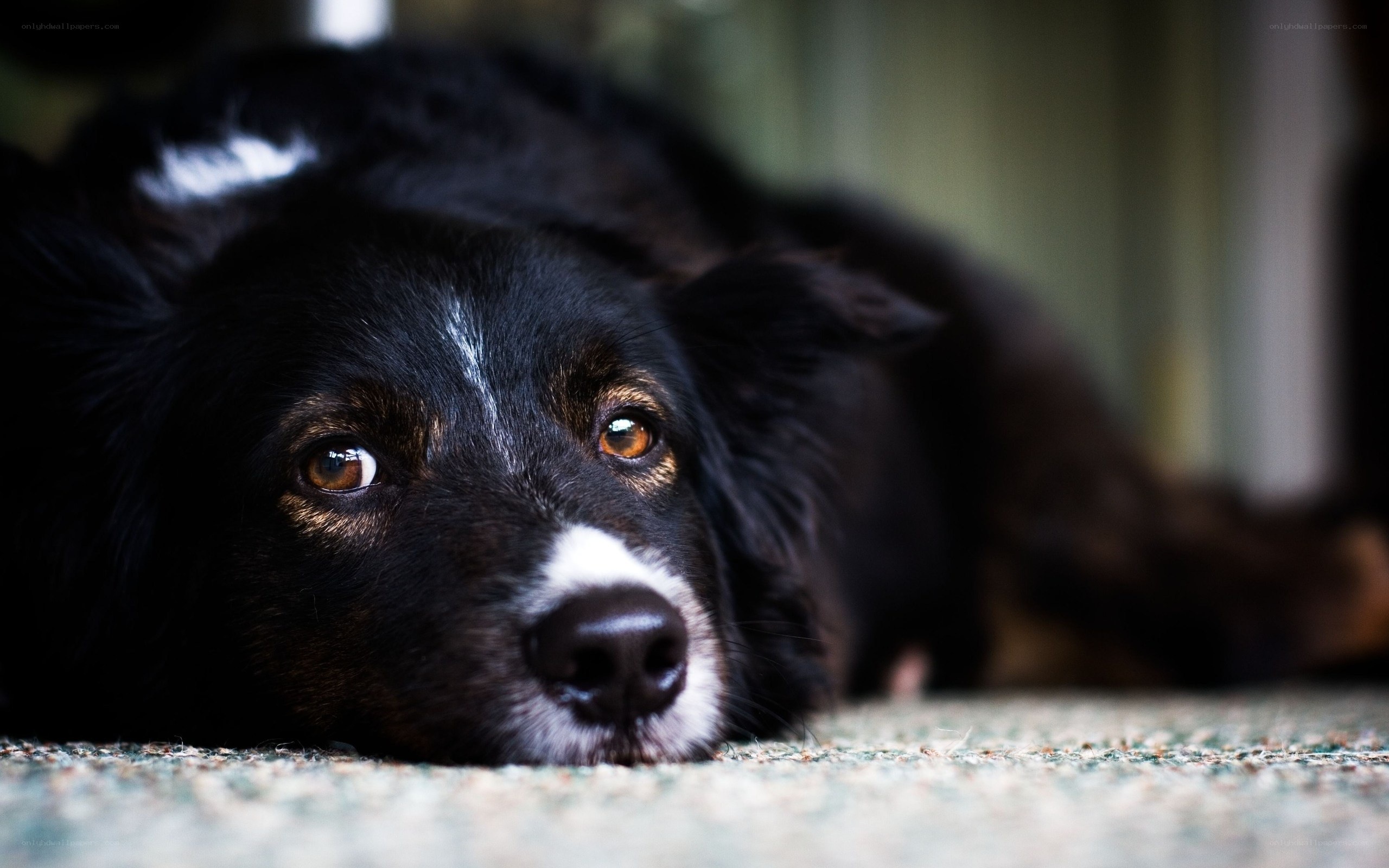 black dog resting on carpet