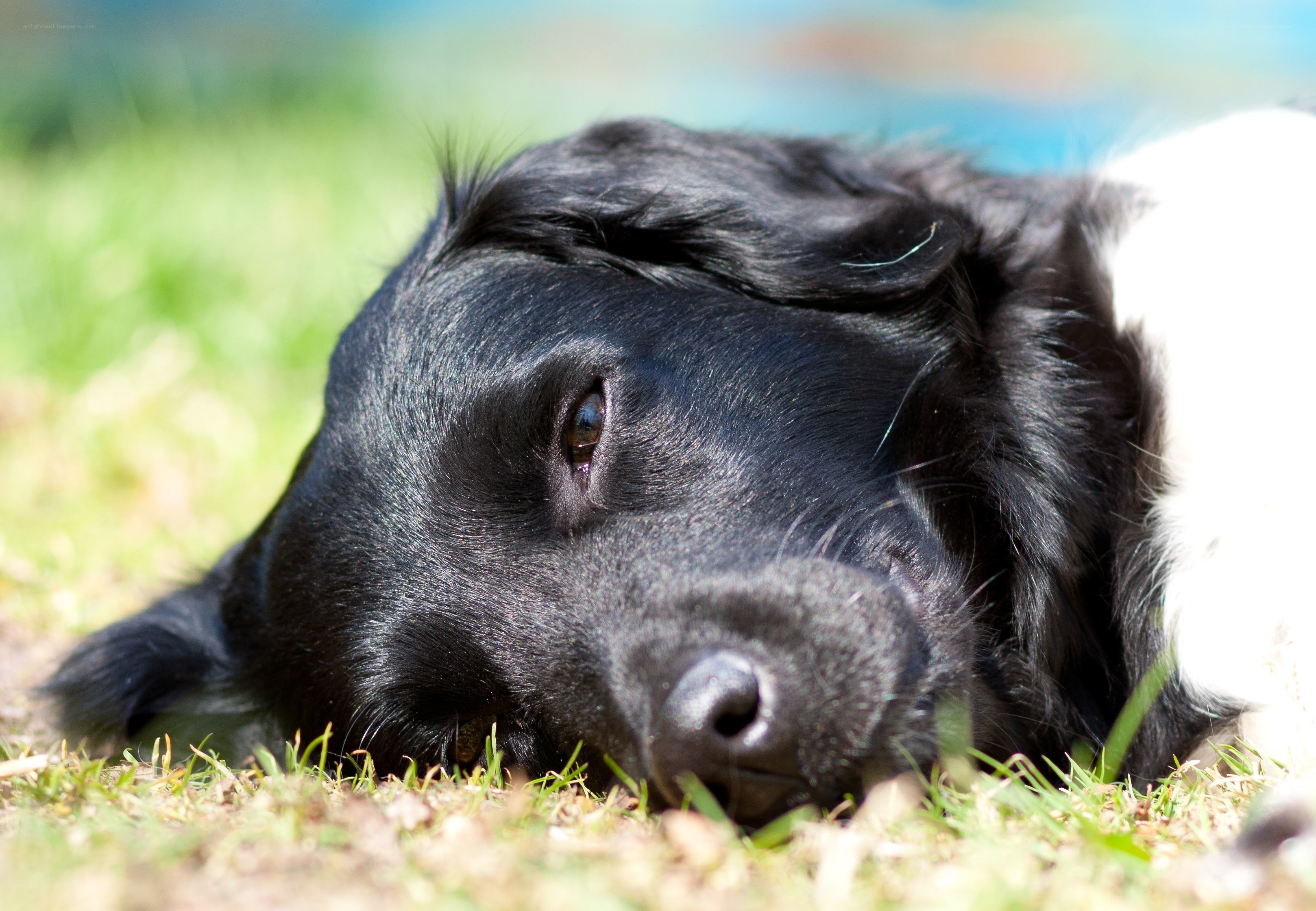black dog resting on grass
