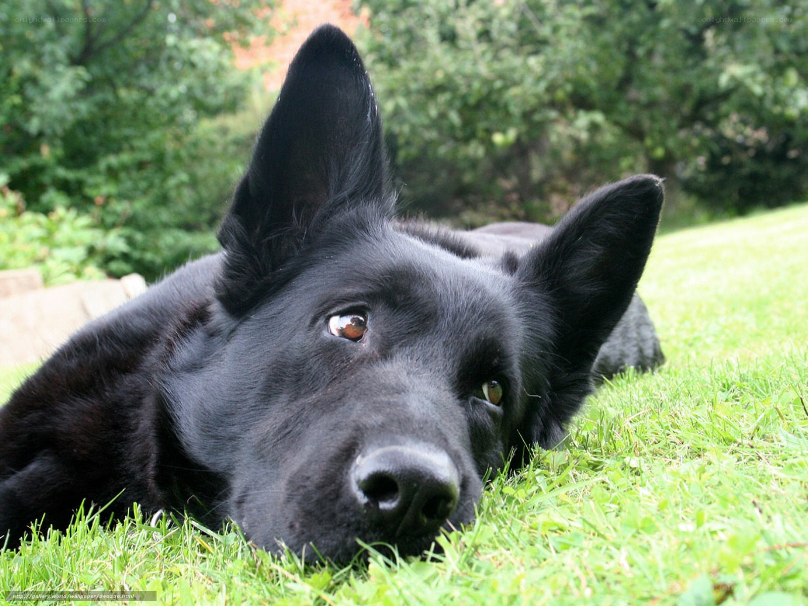 black dog resting on grass