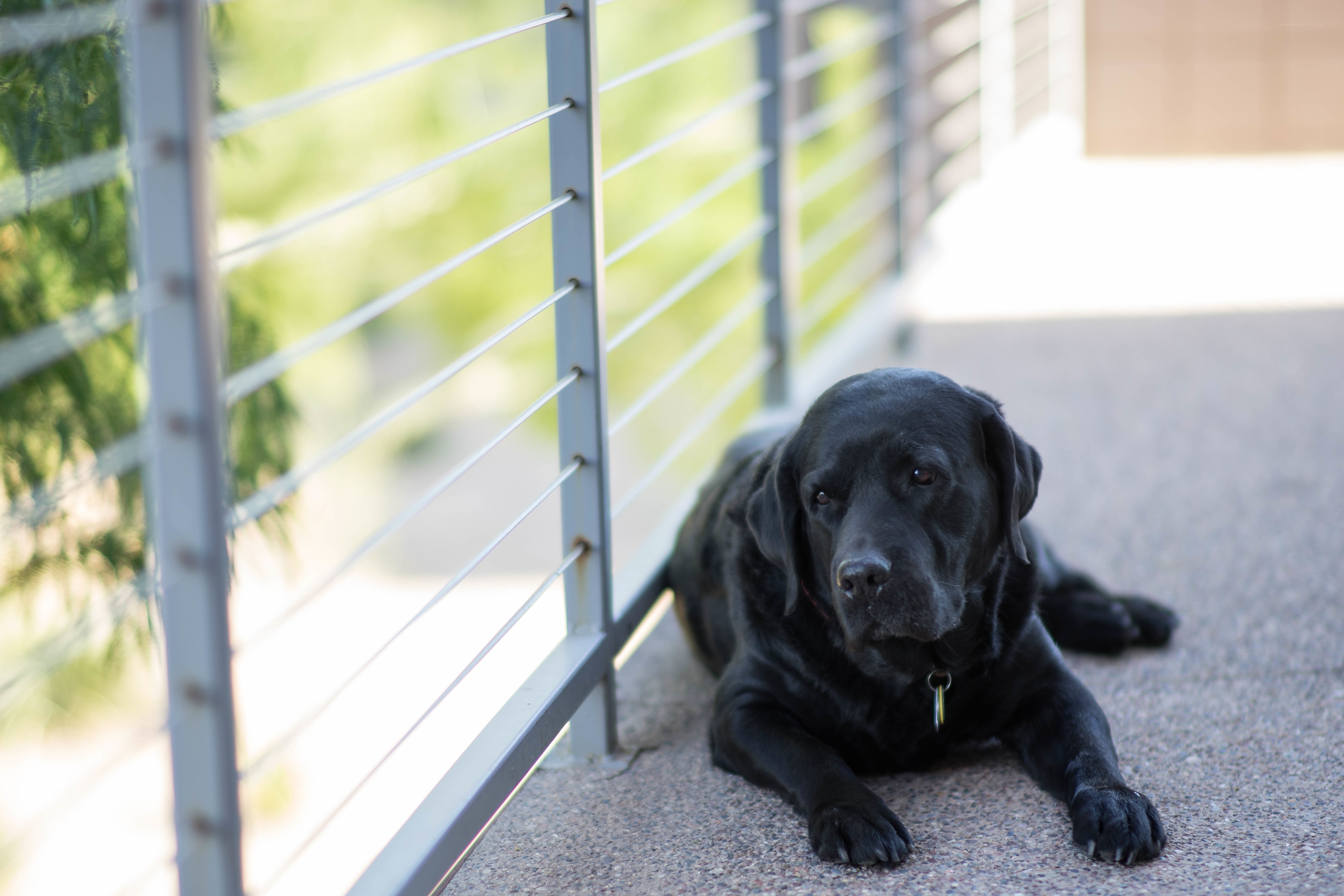 Black dog resting on patio
