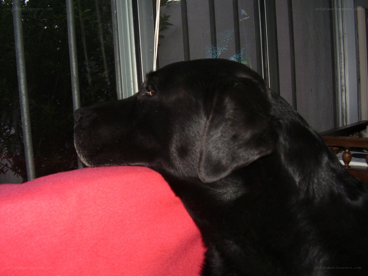 black dog resting on red blanket