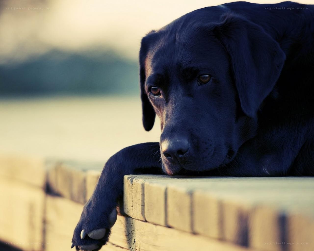 Black dog resting on wall