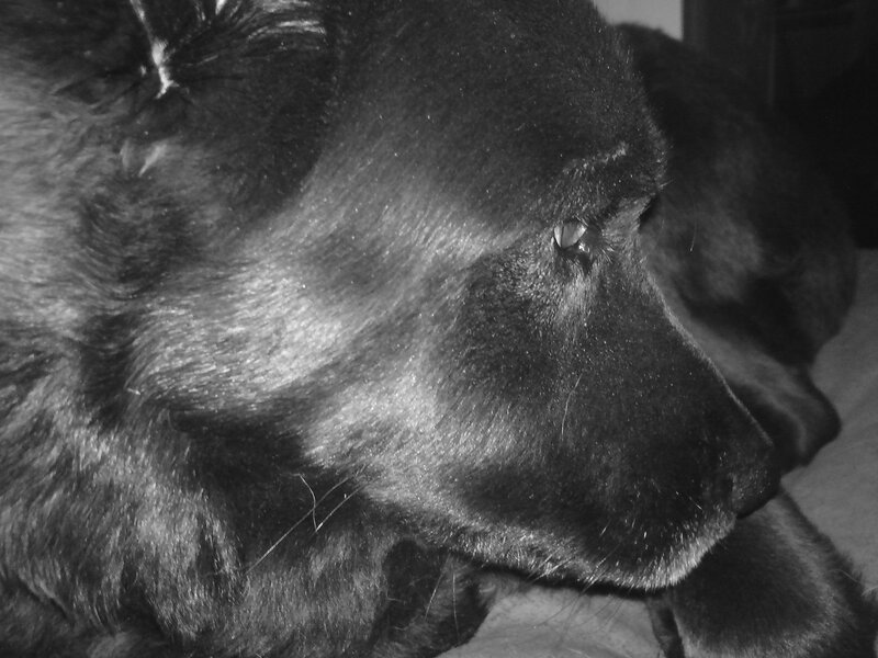 black dog resting