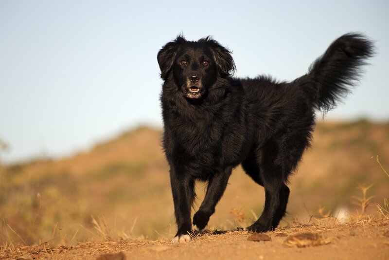 Black Dog Running — Active