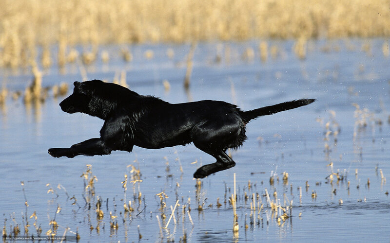 Black Dog Running — Dynamic, Afternoon