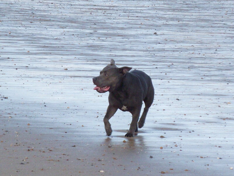 Black Dog Running — Gray