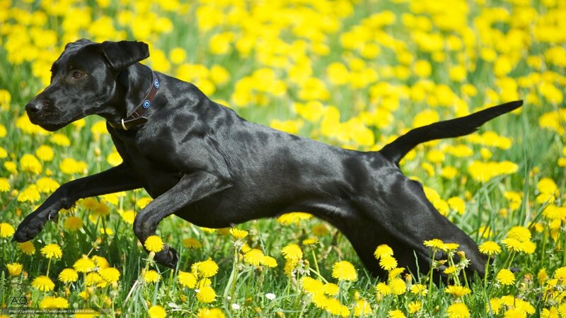 black dog running in dandelions