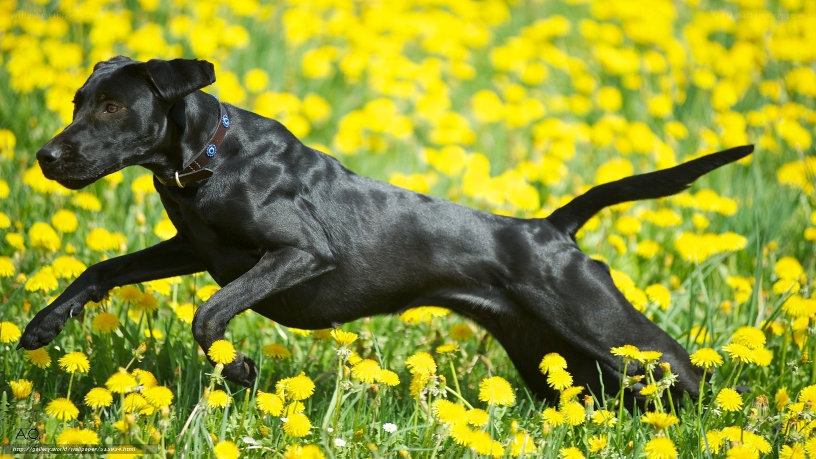 black dog running in dandelions