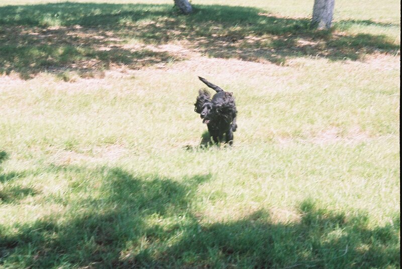 black dog running in grass